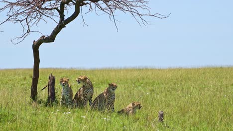 Group-of-Cheetahs-using-acacia-tree-for-shade,-cooling-off-from-bright-Masai-Mara-sun-African-Wildlife-in-Maasai-Mara-National-Reserve,-Kenya,-Africa-Safari-Animals