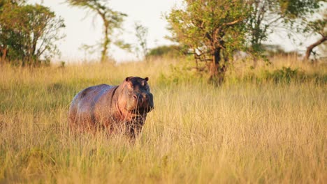 Hippo-Hippopotamus-standing-on-land-away-from-water-in-low-golden-light-among-the-tall-grass-of-the-african-Savanna-savannah,-African-Wildlife-in-Maasai-Mara-North-Conservancy