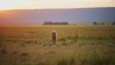 Slow-Motion-Shot-of-Hyena-walking-into-sunset,-orange-glow,-across-wide-open-plains,-African-Wildlife-in-Maasai-Mara-National-Reserve,-Kenya,-Africa-Safari-Animals-in-Masai-Mara-North-Conservancy