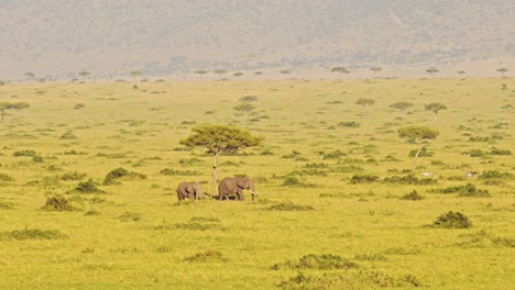 Toma-Aérea-De-Una-Manada-De-Elefantes,-Animales-Africanos-En-Masai-Mara-En-áfrica,-Kenia-Paseo-En-Globo-Aerostático-Vista-De-Vuelo-Sobrevolando-Increíbles-Y-Hermosos-Paisajes-De-Sabana-En-Maasai-Mara-Desde-Arriba