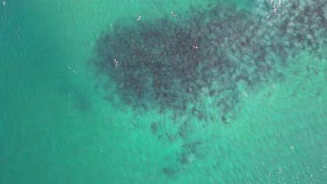Overhead-View-Of-Surfers-Floating-In-The-Clear-Water-With-Rocky-Seabed