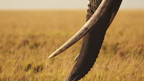 African-Elephant-Big-Tusks-and-Trunk-Close-Up,-Africa-Animal-in-Masai-Mara,-Kenya,-Wildlife-Ivory-Trade-Concept,-Large-Male-Bull-on-Safari-in-Maasai-Mara-National-Reserve