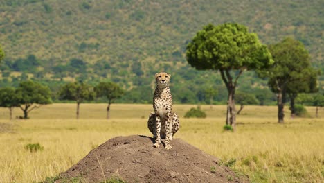 Afrikanische-Wildtiersafari-Tiere-Von-Geparden-Auf-Termitenhügeln,-Die-Auf-Einem-Aussichtspunkt-In-Afrika,-In-Der-Masai-Mara,-Kenia-In-Der-Masai-Mara-Jagen-Und-Sich-Nach-Beute-Umsehen,-Schönes-Porträt-In-Der-Savannenlandschaft