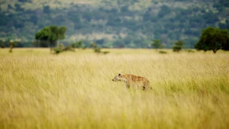Hyena-in-African-Savanna-tall-grass-empty-grasslands-in-Maasai-Mara-National-Reserve,-Kenyan-wildlife,-Africa-Safari-Animals-in-Masai-Mara-North-Conservancy