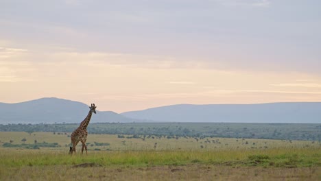 Toma-En-Cámara-Lenta-Del-Asombroso-Paisaje-De-Masai-Mara,-Jirafa-Caminando-A-Través-De-La-Sabana-De-Pastizales-Vacíos-En-La-Conservación-Del-Norte-De-Masai-Mara,-Vida-Silvestre-Africana-Pacífica-En-La-Reserva-Nacional,-Kenia
