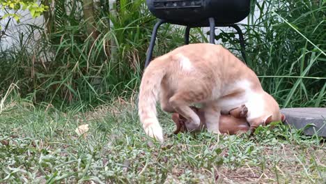 Statische-Aufnahme-Eines-Kleinen-Hundes-Und-Einer-Katze,-Die-Im-Garten-Miteinander-Kämpfen