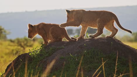 Lindos-Cachorros-De-León-Jugando-En-áfrica,-Dos-Jóvenes-Animales-Divertidos-Y-Adorables,-Leones-En-Maasai-Mara,-Kenia,-Juegan-A-Pelear-Y-Escalar-Montículos-De-Termitas-En-Un-Safari-Africano-De-Vida-Silvestre-En-Masai-Mara