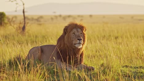 Male-lion,-African-Wildlife-Animal-in-Beautiful-Landscape-Scenery-in-Maasai-Mara-National-Reserve-in-Kenya-on-Africa-Safari-in-Masai-Mara,-Amazing-Portrait-Low-Angle-in-Sunrise-Sunlight