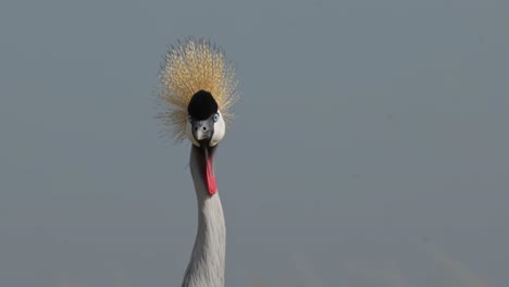 Slow-Motion-Shot-of-Close-up-shot-of-a-Grey-Crowned-Crane,-curious-look-facing-the-camera,-funny-African-Wildlife-in-Maasai-Mara-National-Reserve,-Kenya,-Africa-Safari-Animals
