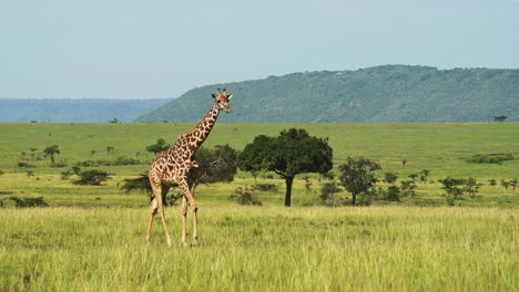 Toma-En-Cámara-Lenta-De-Jirafa-En-Un-Paisaje-Exuberante,-Ambientada-En-Hermosos-Pastizales-De-Sabana,-Vida-Silvestre-Africana-En-La-Reserva-Nacional-De-Masai-Mara,-Kenia,-Animales-De-Safari-De-áfrica-En-La-Conservación-Del-Norte-De-Masai-Mara