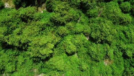 Drone-flying-over-lush-green-foliage,-forest-with-with-trees-and-brush