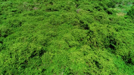 Drone-flying-over-lush-green-foliage,-forest-with-with-trees-and-brush
