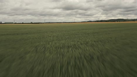 Aerial-footage-flying-fast-over-the-tops-of-green-wheat-plants-below