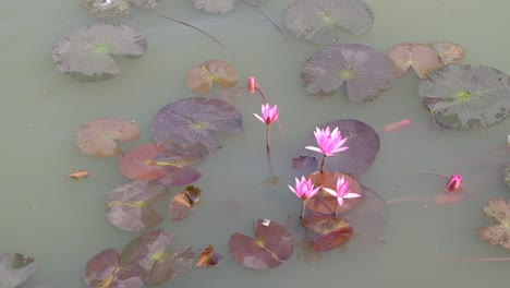 Szene-Von-Oben-Mit-Vielen-Lotusblumen,-Die-In-Einem-Wunderschönen-Teich-Wachsen,-Lotusblumen,-Die-Im-Frühling-Blühen