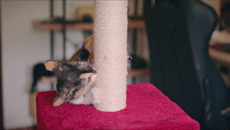 calico-kitten-plays-with-her-scratching-post-close-shot