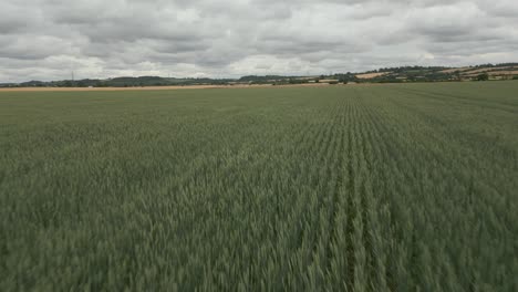Tall-wheat-plants-swaying-from-side-to-side-in-the-wind-on-a-cloudy-day