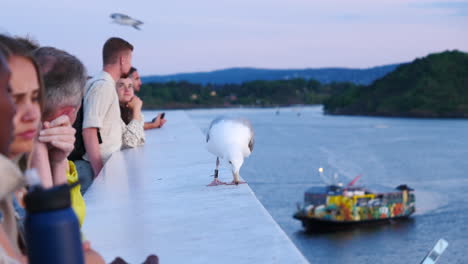 Seagull-looking-for-leftovers-amidst-tourists-in-Oslo,-Cargo-ship-in-Background