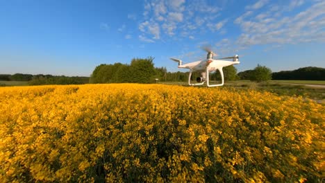 Zeitlupenaufnahmen-Einer-Drohne,-Die-über-Vergilbten-Raps-Auf-Einem-Landwirtschaftlichen-Feld-Fliegt