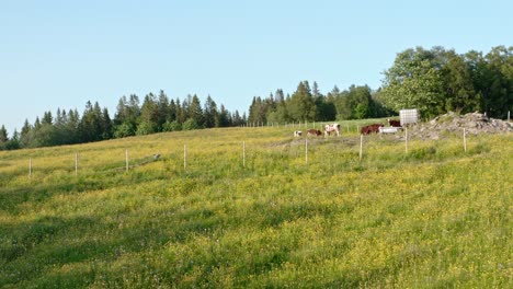Idyllic-Field-With-Herd-Of-Cows-Grazing---aerial-pullback