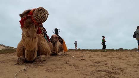 Dos-Dromedarios-O-Camellos-Con-Bozal-Descansando-Con-Turistas-En-Segundo-Plano.