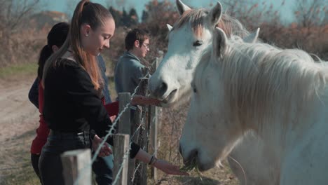 A-group-of-people-handing-bunches-of-grass-to-two-white-horses-in-a-fence