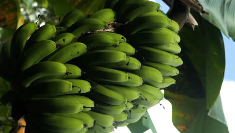 Vertical-Handheld-Slow-Motion-Shot-of-Green-Banana-Tree-in-a-Coffee-Plantation,-Bali-Indonesia,-Suitable-for-Vegetarian-and-Vegan-Diets