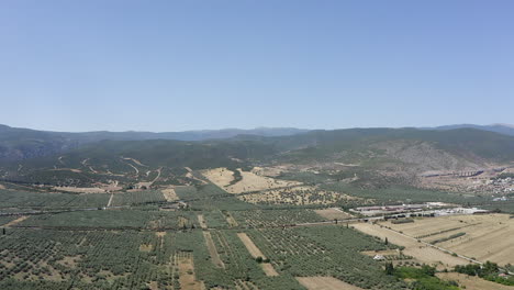 Aerial-view-of-expansive-fields-of-olive-grove-trees-in-rural-Greece