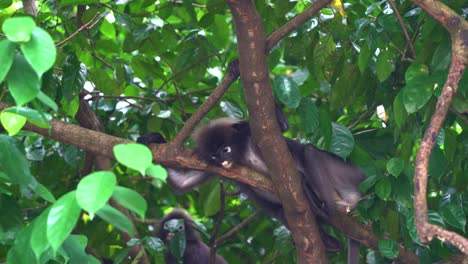 Dusky-leaf-monkey,-spectacled-langur,-trachypithecus-obscurus,-lounging-on-treetop,-sheltered-beneath-the-green-canopy-in-its-natural-forest-habitat,-curiously-wondering-around-the-surroundings