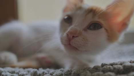 Sweet-sleepy-tiny-white-cat-with-red-head-hairs-lying-on-ground-in-focus,close-up-shot