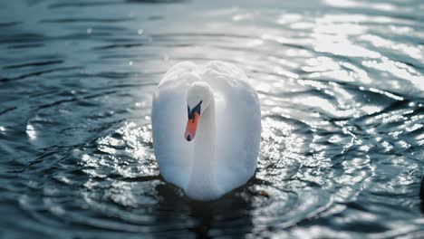 A-beautiful-white-swan-wiggles-its-tail-and-wings-sending-ripples-on-the-water's-surface