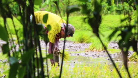 Bangladeschischer-Männlicher-Bauer,-Der-Reis-Auf-Einem-Reisfeld-Anpflanzt