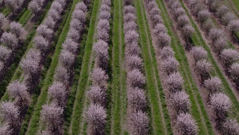 Flying-backwards-over-field-full-of-almond-trees-with-pink-flowers,-aerial