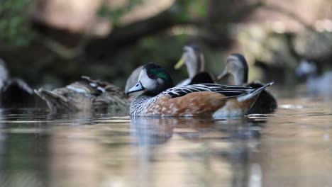 Female-and-Male-Ducks-resting-in-water-of-pond-during-sunny-day-in-Austria-wilderness,-close-up