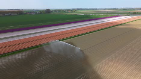 Sprinkler-spraying-water-next-to-a-colorful-tulip-field-in-the-Netherlands