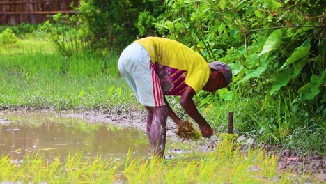 Junger-Männlicher-Sylhet-Bauer-Pflanzt-Setzlinge-Auf-Reisfeldern-In-Der-Landschaft-Bangladeschs