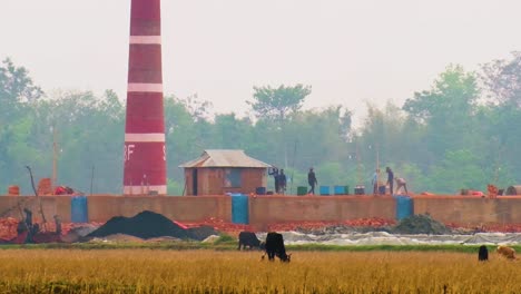 Brick-Factory-With-Chimney-Stack-Beside-Rural-Field-With-Cows-Grazing-In-Bangladesh