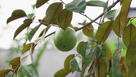 Close-up-shot-of-ripe-star-apple-fruits-hanging-on-a-branch,-basking-in-the-warm-sunlight