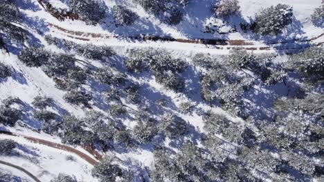 Trees-and-Dirt-Road-in-Boulder-Canyon,-Colorado---Aerial-Drone-Footage---Daytime