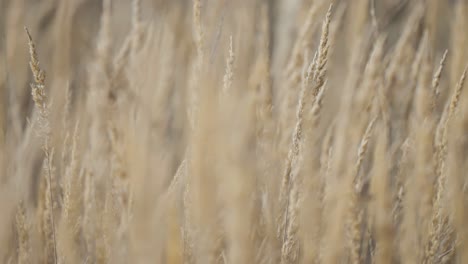 Dry-grass-ears-with-their-organic-forms-and-subtle-colors-contrasted-against-a-dreamy,-out-of-focus-scene