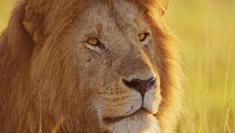 Africa-Wildlife-Male-lion-Close-Up,-African-Safari-Animals-in-Maasai-Mara-in-Kenya,-Beautiful-Portrait-in-Golden-Sunlight,-Masai-Mara-National-Reserve,-Morning-Sunrise-Warm-Orange-Sun-Light