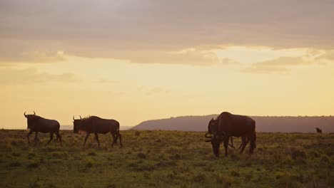 Gnusherde-Wandert-Durch-Savannenebenen-Unter-Großen,-Dramatisch-Schönen-Orangefarbenen-Sonnenuntergangsstürmen-Und-Stürmischen-Gewitterwolken-Und-Himmel-In-Der-Masai-Mara-Savanne,-Kenia,-Afrika,-Afrikanische-Masai-Mara-Tierwelt,-Safaritiere