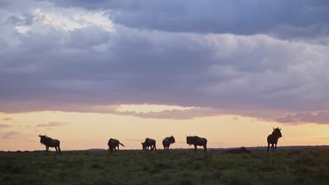 Gnusherde-Unter-Dramatischen-Gewitterwolken-In-Der-Regenzeit-Unter-Stürmischem-Orangefarbenem-Himmel,-Große-Wanderung-In-Afrika-Von-Der-Masai-Mara-In-Kenia-Zur-Serengeti-In-Tansania-Mit-Kopierraum
