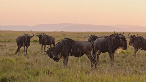 Wildebeest-Herd-on-Great-Migration-in-Africa,-Walking-on-Savannah-between-Masai-Mara-in-Kenya-and-Serengeti-in-Tanzania,-African-Wildlife-Animals-at-Sunrise-in-Maasai-Mara
