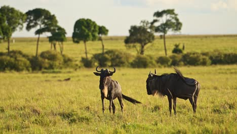 Wildebeest-in-Lush-Green-Grass,-Grazing-in-Luscious-Greenery-and-Savanna-Landscape-Scenery,-African-Wildlife-Safari-Animals-in-Maasai-Mara-Savannah,-Masai-Mara,-Kenya