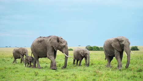 Group-of-Elephants-in-a-herd-walking-as-a-family-in-lush-green-savanna-landscape,-African-Wildlife-in-Maasai-Mara-National-Reserve,-Kenya,-Africa-Safari-Animals-in-Masai-Mara-North-Conservancy
