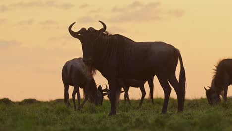 Silueta-De-Manada-De-ñus,-Recortada-En-Puesta-De-Sol-Naranja,-Pastando-Hierba-En-El-Paisaje-De-Las-Llanuras-De-La-Sabana-Africana,-Animales-Salvajes-Del-Safari-Masai-Mara-Africano-En-Maasai-Mara,-Mirando-A-La-Cámara