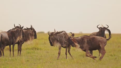 Cámara-Lenta-De-La-Manada-De-ñus-Corriendo-Y-Jugando-En-Masai-Mara,-áfrica,-Safari-De-Vida-Silvestre-Africana-En-La-Sabana-En-La-Sabana-De-Maasai-Mara,-Animales-Felices-Saltando-Y-Saltando-Divirtiéndose