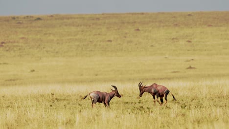 Zeitlupe-Von-Topi-Kämpfen-Im-Kampf,-Afrikanische-Wildtiere-Im-Territorialen-Tierverhalten,-Erstaunliches-Verhalten-Beim-Schutz-Des-Territoriums-Im-Masai-Mara-Nationalreservat,-Kenia,-Afrika