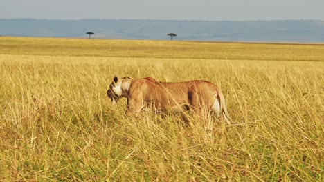Lion-Walking,-Lioness-Prowling-and-Hunting-in-Long-Tall-Grass,-Africa-Animals-on-Wildlife-Safari-in-Savanna-Grasses-Grassland-in-Masai-Mara-Plains-Landscape-Scenery-in-Kenya,-Maasai-Mara