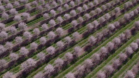 Top-down-of-Almond-Trees-In-Bloom-with-blossom-at-Portugal,-aerial